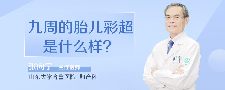 九周的胎儿彩超是什么样