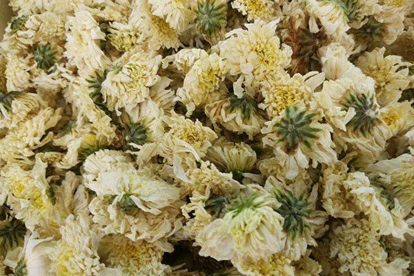 贡菊的功效与作用有哪些