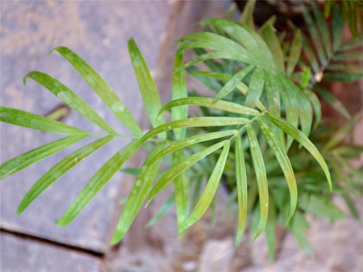 蕨类植物繁殖方式图片