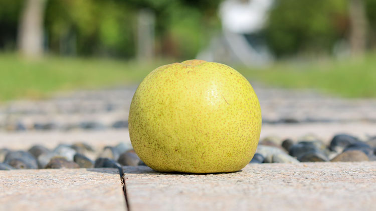 梨子的功效与作用有哪些