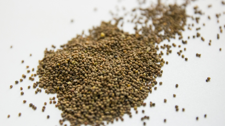 韭菜籽的功效与作用有哪些