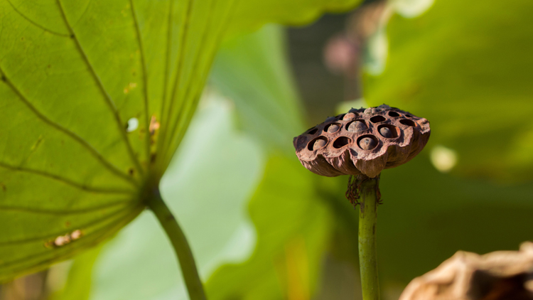 莲蓬的功效与作用有哪些