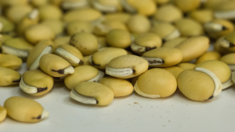 白扁豆的功效与作用有哪些