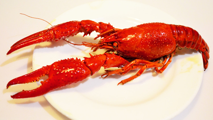 怀孕能吃龙虾吗