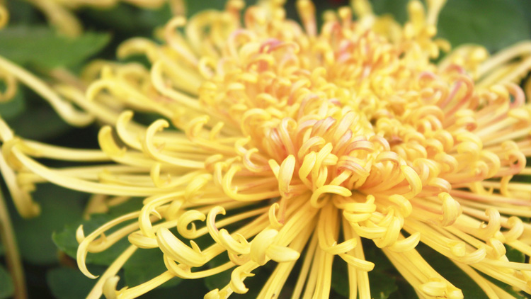 金丝皇菊的功效与作用有哪些