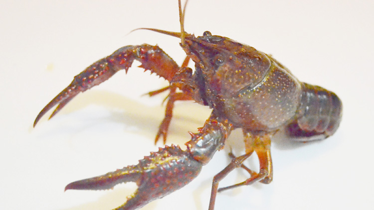 怀孕可以吃小龙虾吗