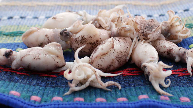 孕妇能吃鱿鱼吗