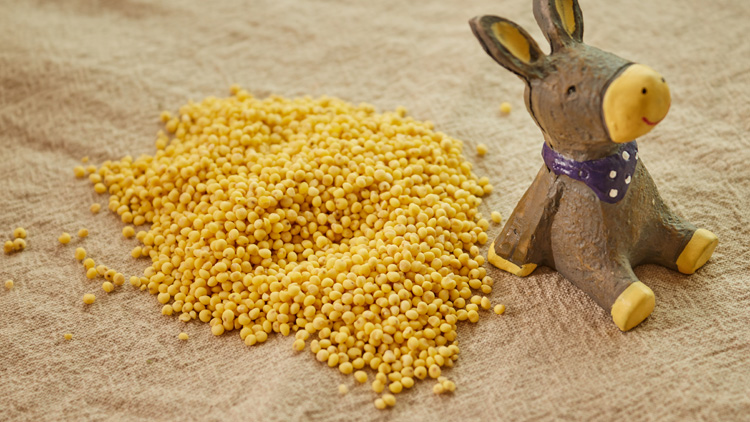 小米的营养价值及功效有哪些