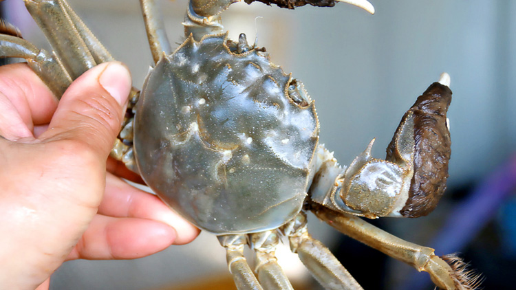 孕妇可以吃螃蟹吗