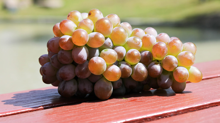 葡萄的功效与作用是什么
