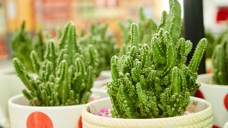 仙人掌的作用与功效是什么