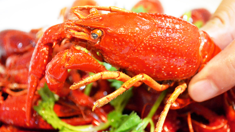 孕妇能吃小龙虾吗