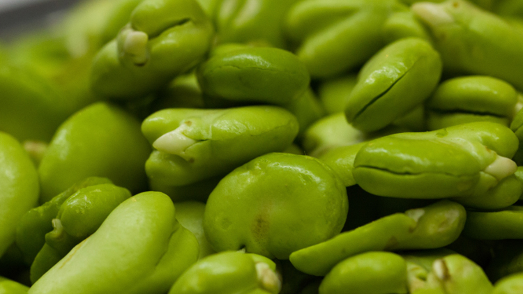 蚕豆的功效与作用有哪些