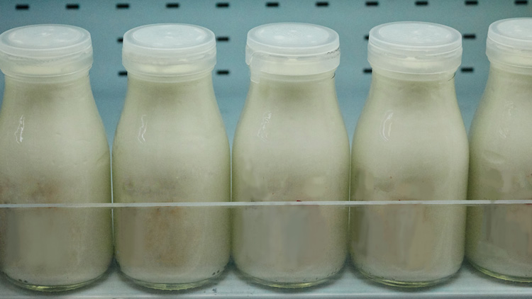 纯牛奶的功效与作用有哪些