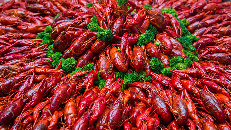 怀孕可以吃龙虾吗