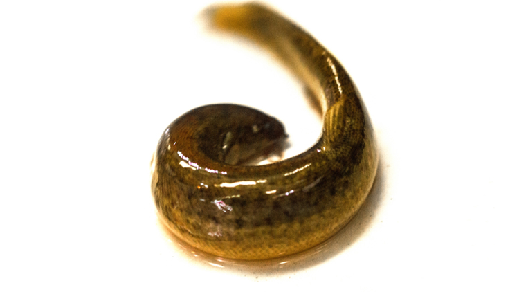 泥鳅的功效与作用有哪些