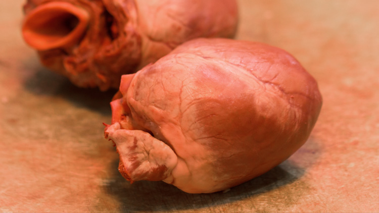 猪心的功效与作用有哪些