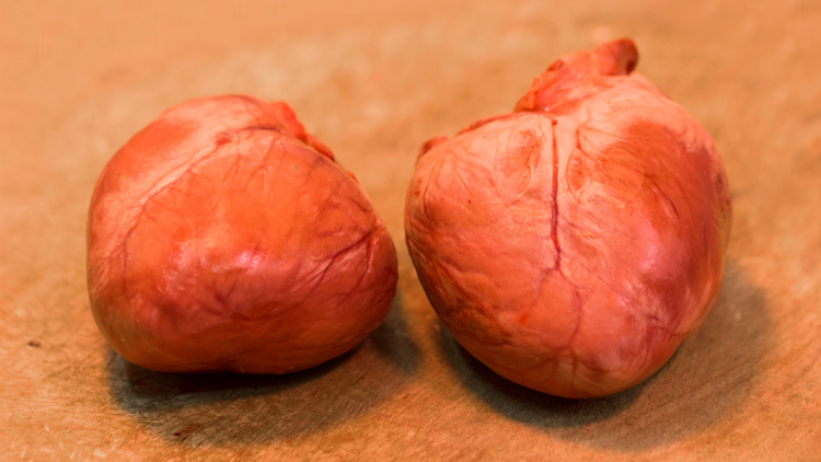 猪心的功效与作用