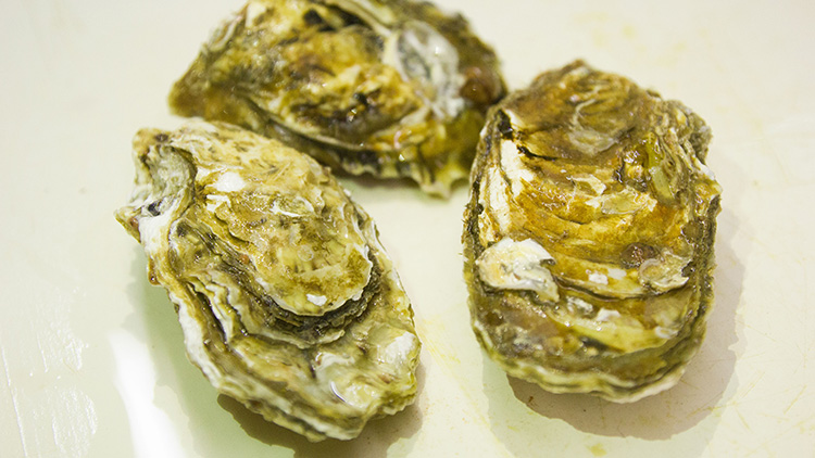 牡蛎的功效与作用是什么