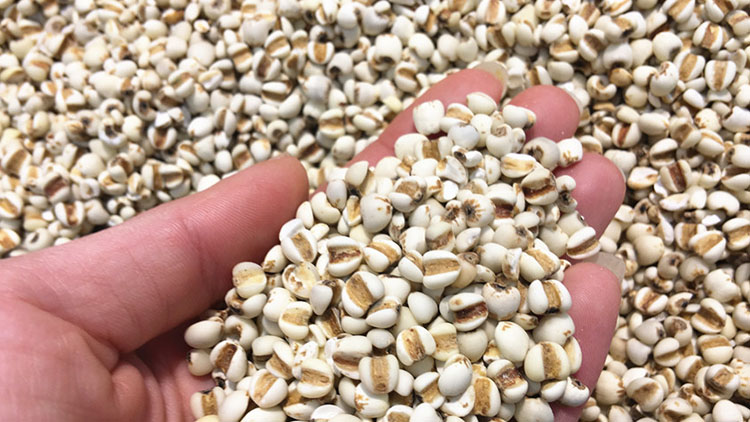 薏仁米的功效与作用及食用方法有哪些