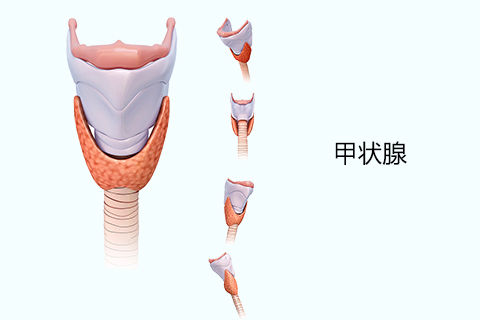 甲状腺结节分为囊性结节、炎症性结节、增生性结节、肿瘤性结节以及毒性结节性甲状腺囊肿。