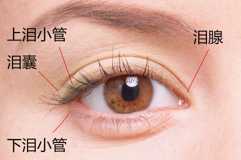 急性结膜炎可导致角膜炎、继发性泪道阻塞等并发症。