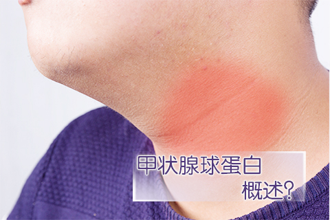 甲状腺球蛋白概述