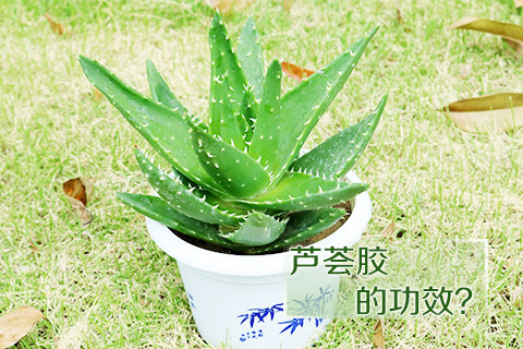 芦荟胶的功效