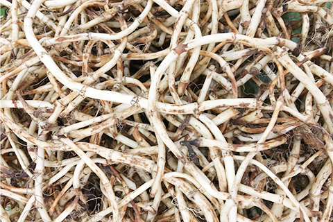 鱼腥草是食物，也是中药