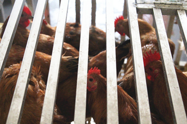 感冒是最常见的一种疾病了，部分人会在生病的时候想着补充一些营养例如喝一些鸡汤