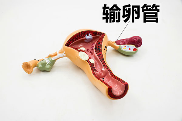 输卵管则是女性排卵的通道，对排卵的影响非常大