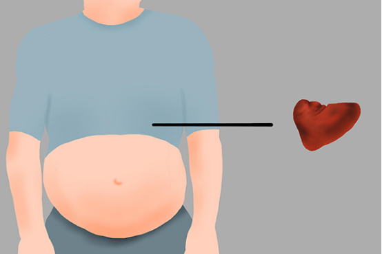 脾在人体的什么位置