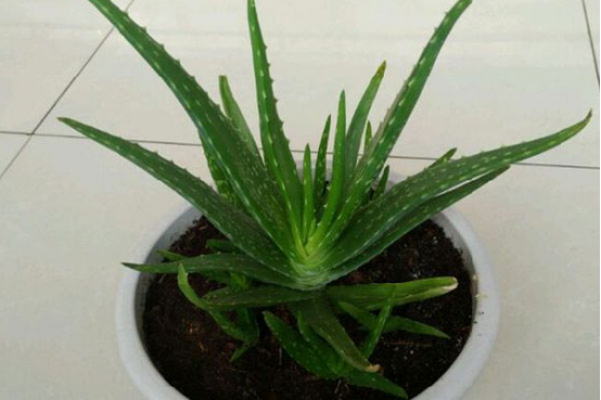 芦荟可以直接涂在脸上