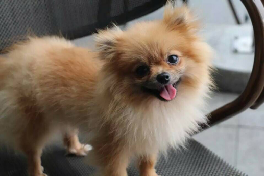 　一般情况下，被狗指甲抓伤最好打针，可以预防狂犬病的发作。