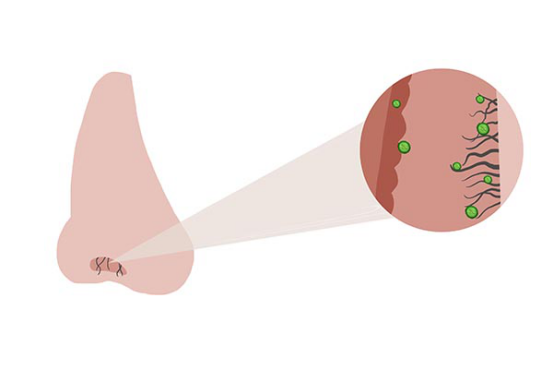 支原体是我们生活中体积最小的微生物，而正是因为它体积最小，所以它感染了人体之后，会给人体带来更大的损伤。