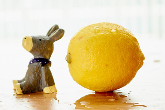 天气变热后，会有很多人开始喝柠檬水。柠檬水味道酸甜，是用柠檬片，和少量蜂蜜做成的。