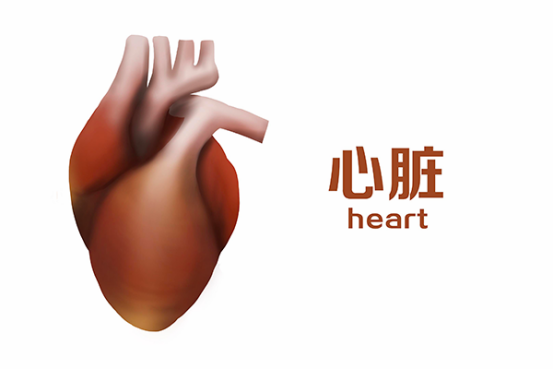 心脏病患者在日常生活中一定要严格的控制每天食盐的摄入量