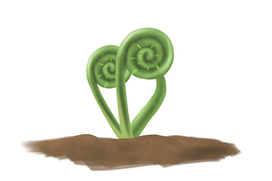 蕨菜功效之一是有利尿通便的作用，蕨菜含有的膳食纤维可以促进肠胃的蠕动