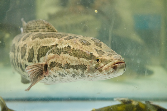 大部分患有痛风的病人，由于身体的代谢功减退，体内尿酸的含量比较多