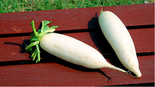 白萝卜是日常生活中比较常见的蔬菜,不但营养丰富,还能够有效的帮助缓解上呼吸道感染导致的咳嗽 白萝卜是日常生活中比较常见的蔬菜,不但营养丰富,还能够有效的帮助缓解上呼吸道感染导致的咳嗽