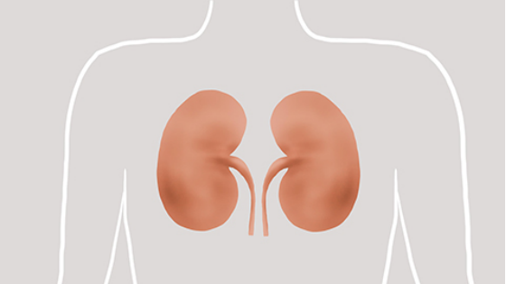 若病人患有慢性肾炎，则会出现双肾回声增强的情况