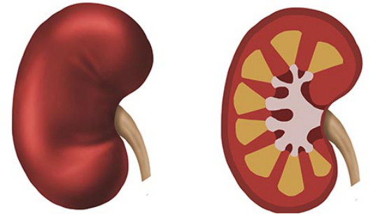 肾病什么时候透析，要看病情的严重程度