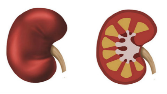 儿童是急性肾小球肾炎疾病的多发群体