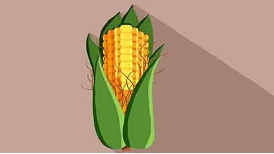 玉米是属于粗纤维，维生素含量是非常丰富的
