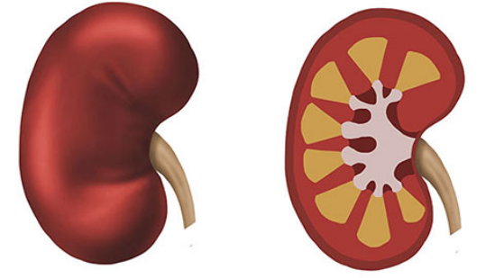 免疫力低下的病人,有可能会出现肾脏穿刺后,局部位置的感染 免疫力低下的病人,有可能会出现肾脏穿刺后,局部位置的感染