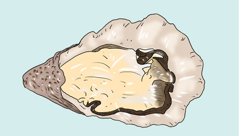 海蛎子胆固醇还是非常高的