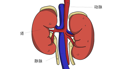 肾上腺位置图图片