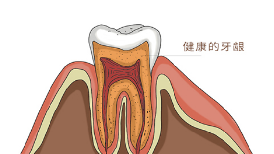 下牙床在哪里图片图片