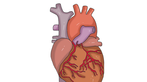 窦性心律不齐，意思就是人的心跳，发生了和平时不一样的变化