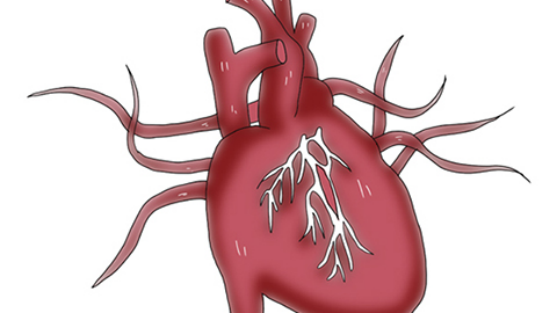 瓣膜出现破损的原因可能是受到的压力过多或者外来因子的侵害